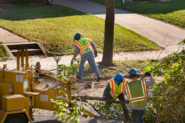 How Our Tree Care Process Works  in Connellsville, PA